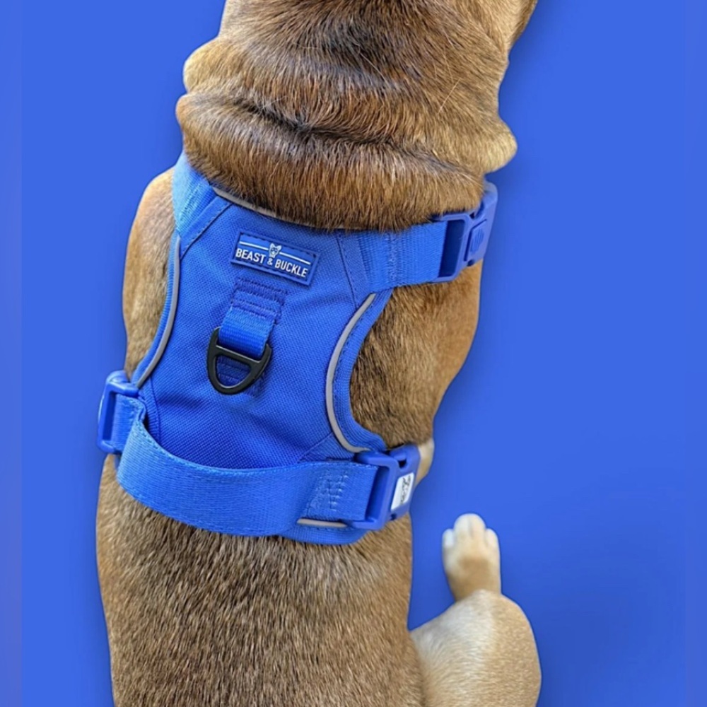 🦋B2G1🦋BEAST & BUCKLE Blue No Pull Harness & Leash Set | SMALL | - Picture 6 of 12
